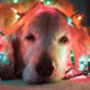 Meet your Posher, Finn